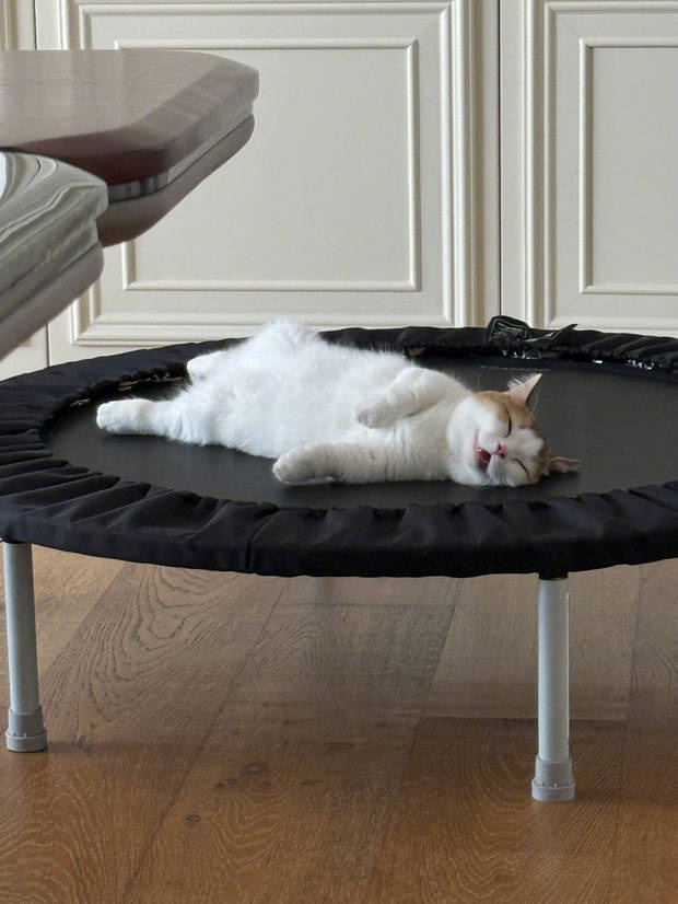 张馨予晒“居家随拍”：抱猫合影，温馨养眼 -4